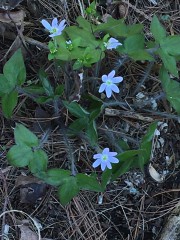 IMG_4975.JPG, fév. 2026 IMG_4975.JPG